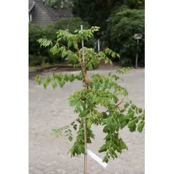 Gausiažiedė kelreiterė - Koelreuteria paniculata