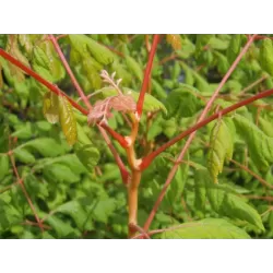 Gausiažiedė kelreiterė - Koelreuteria paniculata