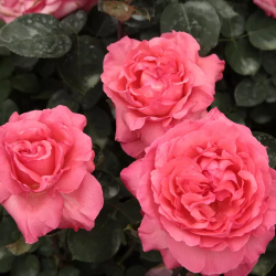 Rožė - Rosa PINK PANTHER ®