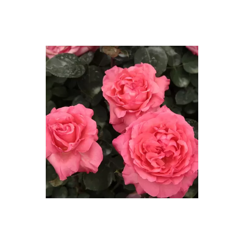 Rožė - Rosa PINK PANTHER ®