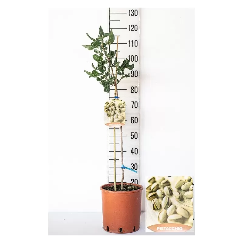 E-medelynas internete: vaismedžiai ir vaiskrūmiai