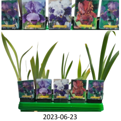 Vilkdalgių Iris germanica rinkinys