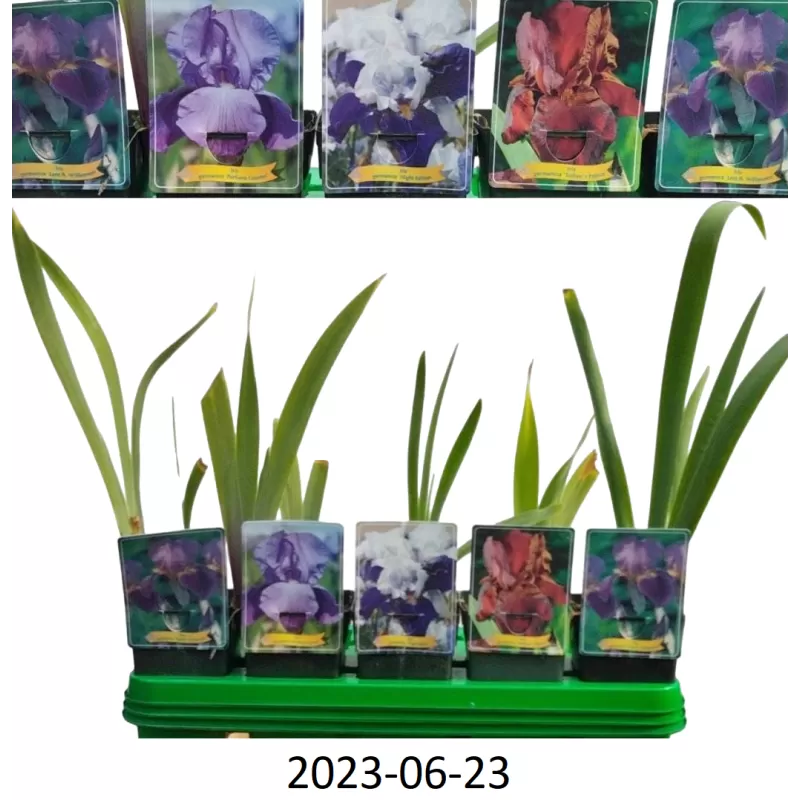 Vilkdalgių Iris germanica rinkinys