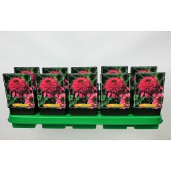 Echinacea Summer Candy P11 (užsakius iš rudens 8 vnt. + 2 vnt. dovanų)  tamsi rožinė