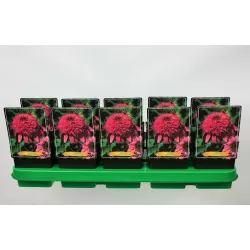 Ežiuolė - Echinacea SUMMER CANDY