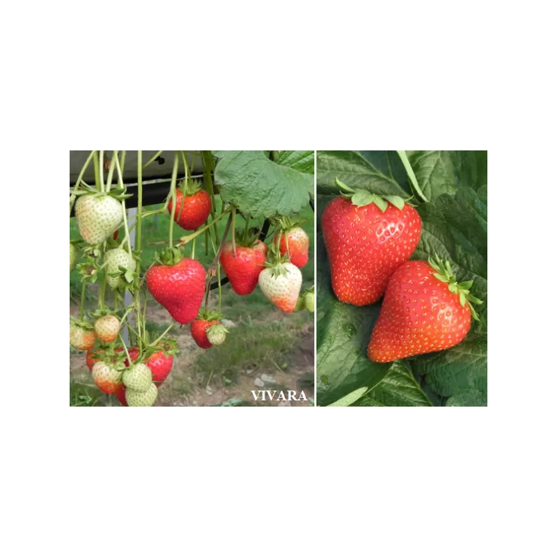 Užsisakyk augalus pavasariui jau dabar