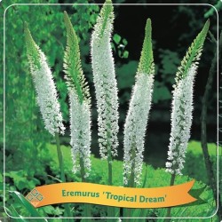 Eremurus Tropical Dream C5 white