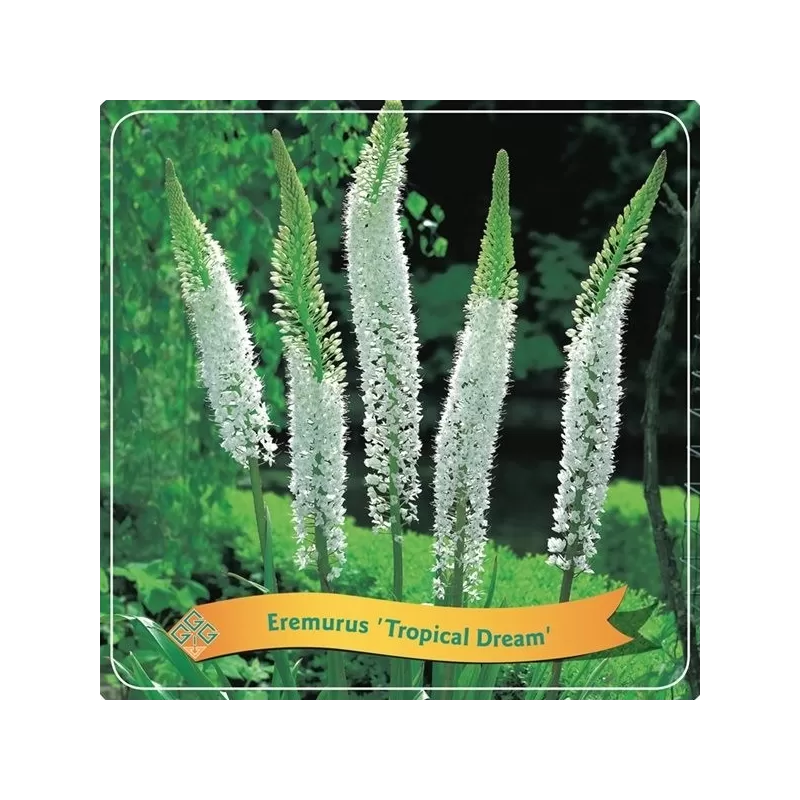 Eremurus Tropical Dream C5 white