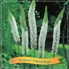 Eremurus Tropical Dream C5 white