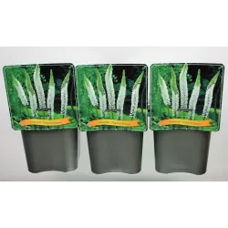 Eremurus Tropical Dream C5 white
