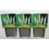 Eremurus Tropical Dream C5 white
