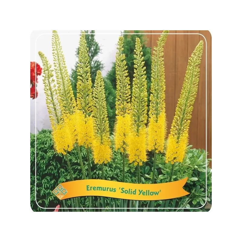 Eremurus Solid Yellow C5