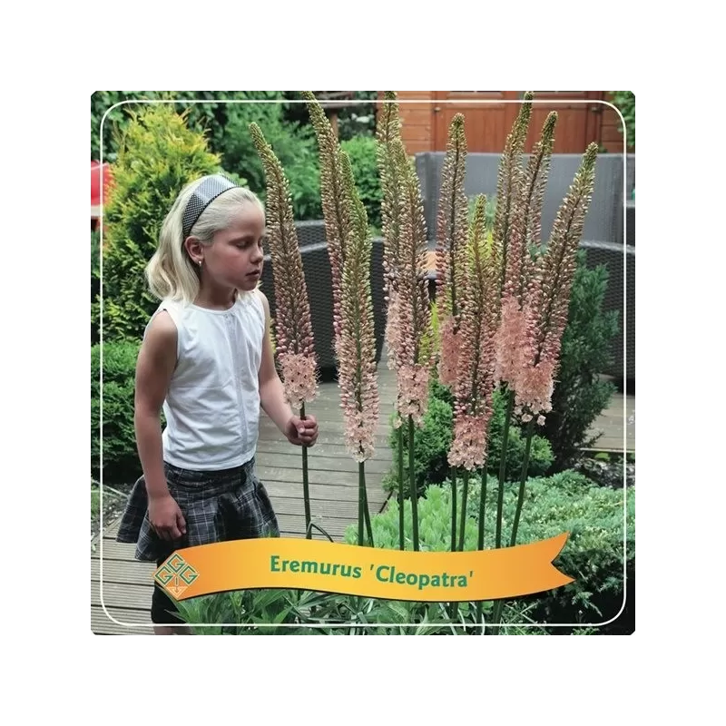 Eremurus Cleopatra C5 orange