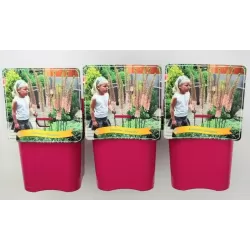 Eremurus Cleopatra C5 orange