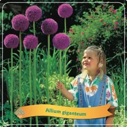 Allium giganteum