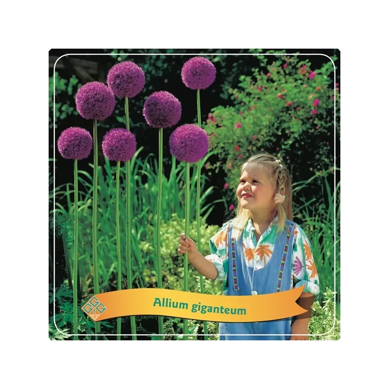 Česnakas - Allium giganteum