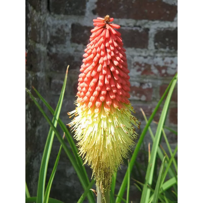 Kniphofia ulvaria FLAMINGO
