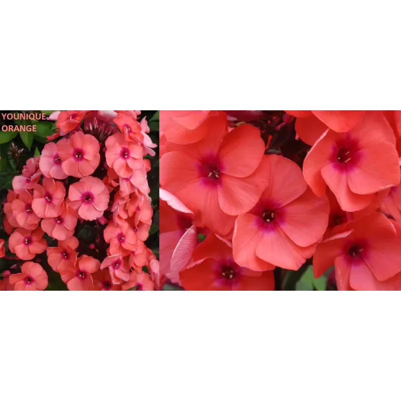 Daugiamečių gėlių sodinukai internetu