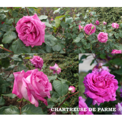 Rožė - Rosa CHARTREUSE DE PARME ®