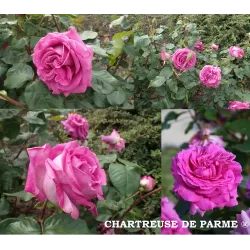 Rožė - Rosa CHARTREUSE DE PARME ®