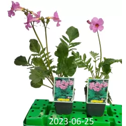 Inkarvilėja - Incarvillea DELAVAYI