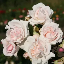 Rosa CONSTANZE MOZART ®