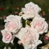 Rosa CONSTANZE MOZART ®