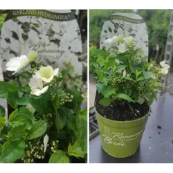 Darželinė hortenzija - Hydrangea macrophylla RUNAWAY BRIDE®