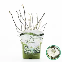 Darželinė hortenzija - Hydrangea macrophylla RUNAWAY BRIDE®