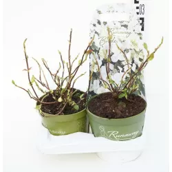 Hydrangea macrophylla RUNAWAY BRIDE®