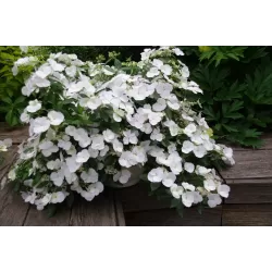 Darželinė hortenzija - Hydrangea macrophylla RUNAWAY BRIDE®