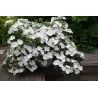 Darželinė hortenzija - Hydrangea macrophylla RUNAWAY BRIDE®