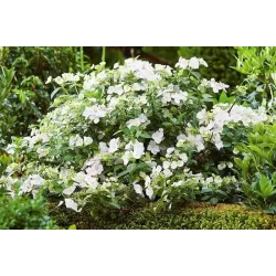 Hydrangea macrophylla RUNAWAY BRIDE®