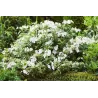 Hydrangea macrophylla RUNAWAY BRIDE®