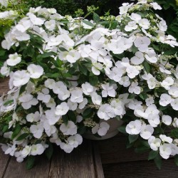 Darželinė hortenzija - Hydrangea macrophylla RUNAWAY BRIDE®