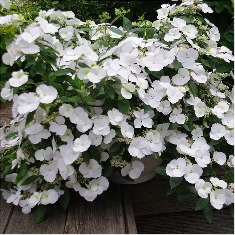 Darželinė hortenzija - Hydrangea macrophylla RUNAWAY BRIDE®