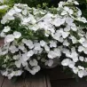 Hydrangea macrophylla RUNAWAY BRIDE®
