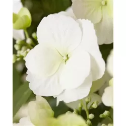 Darželinė hortenzija - Hydrangea macrophylla RUNAWAY BRIDE®