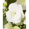 Darželinė hortenzija - Hydrangea macrophylla RUNAWAY BRIDE®