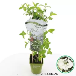 Darželinė hortenzija - Hydrangea macrophylla RUNAWAY BRIDE®