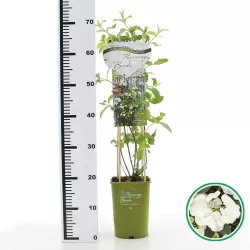 Hydrangea macrophylla RUNAWAY BRIDE®