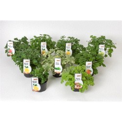 Kvapniųjų pelargonijų asorti - Pelargonium scent fresh mix