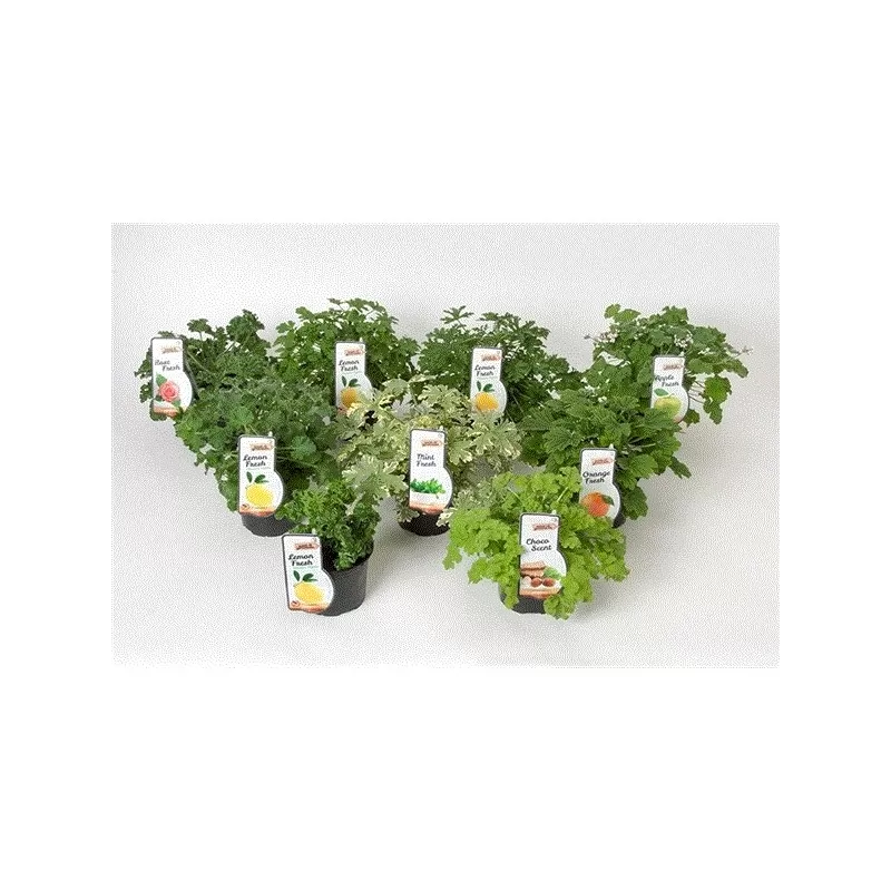 Kvapniųjų pelargonijų asorti - Pelargonium scent fresh mix