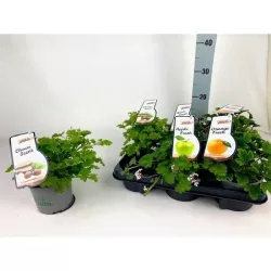 Kvapniųjų pelargonijų asorti - Pelargonium scent fresh mix