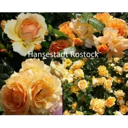 Rosa HANSESTADT ROSTOCK ®