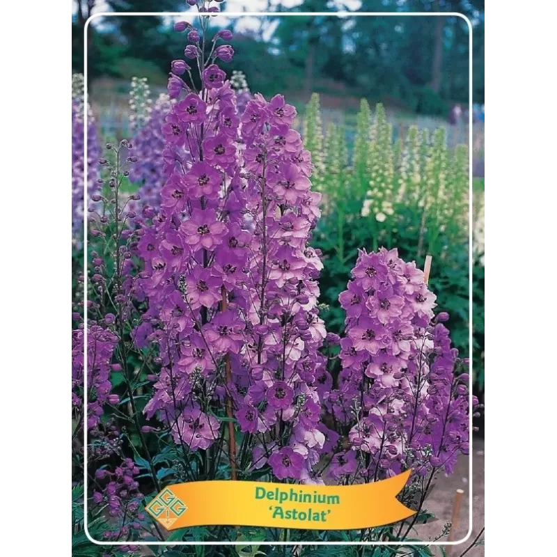 Pentinius - Delphinium ASTOLAT