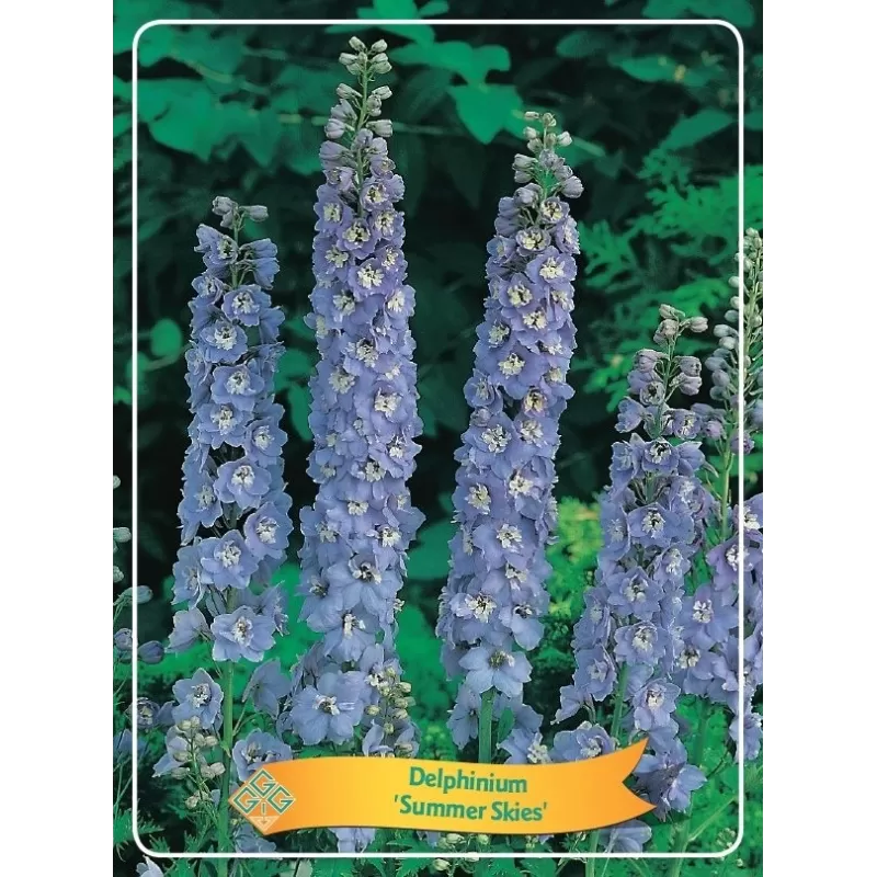 Delphinium Summer Skies