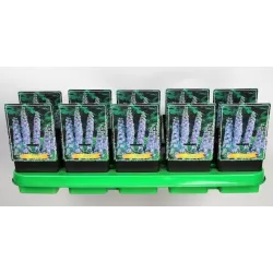 Pentinius - Delphinium SUMMER SKIES