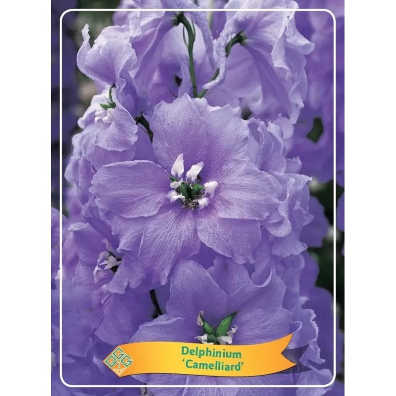 Pentinius - Delphinium CAMELLIARD