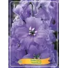 Pentinius - Delphinium CAMELLIARD